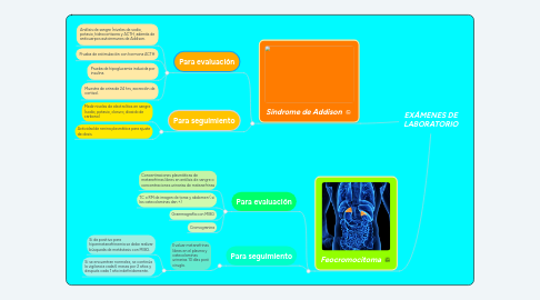 Mind Map: EXÁMENES DE LABORATORIO