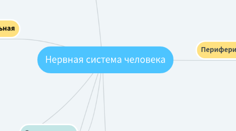 Mind Map: Нервная система человека