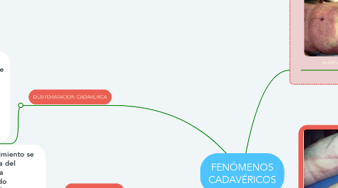 Mind Map: FENÓMENOS CADAVÉRICOS