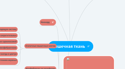 Mind Map: Мышечная ткань