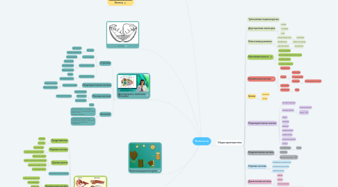 Mind Map: Моллюски