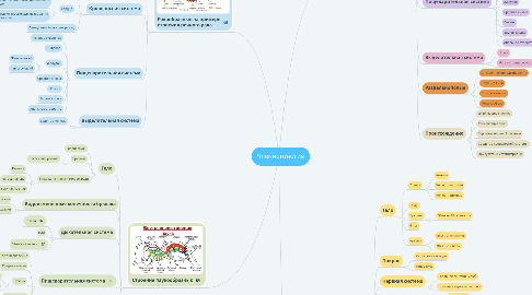 Mind Map: Членистоногие