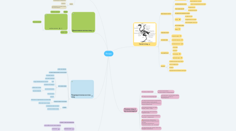 Mind Map: Птицы