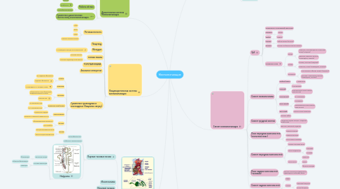 Mind Map: Млекопитающие