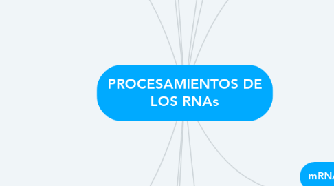 Mind Map: PROCESAMIENTOS DE LOS RNAs