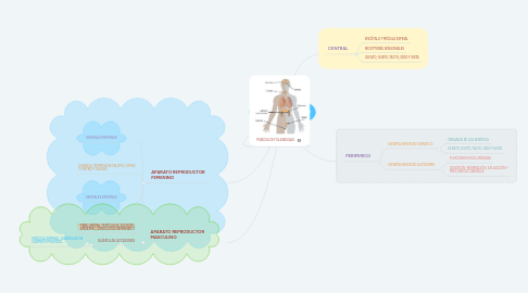 Mind Map: SISTEMA NERVIOSO