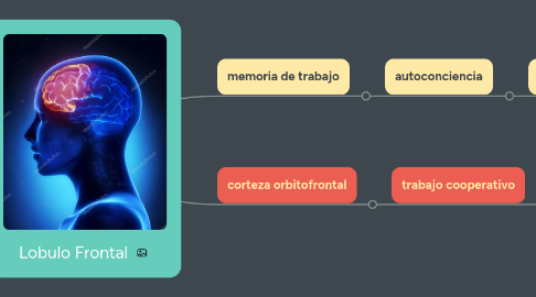 Mind Map: Lobulo Frontal