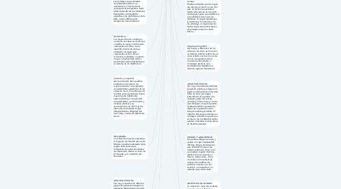 Mind Map: mayas