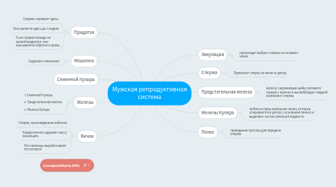 Mind Map: Мужская репродуктивная система