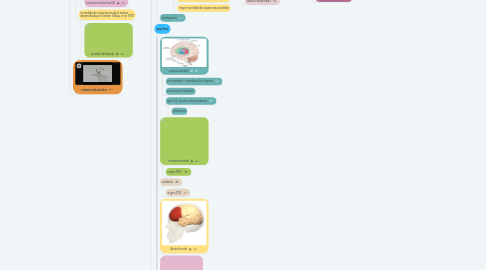 Mind Map: evolución del cerebro y comportamiento