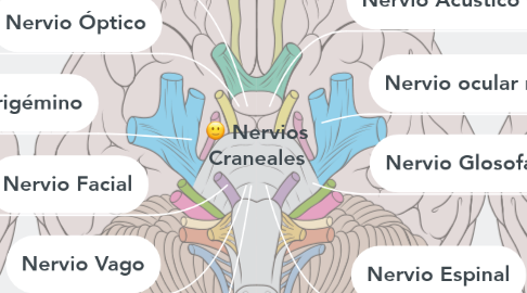 Mind Map: Nervios Craneales