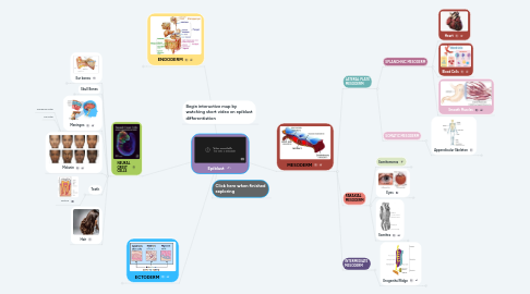 Mind Map: Epiblast