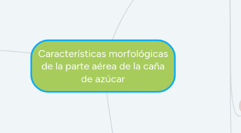 Mind Map: Características morfológicas de la parte aérea de la caña de azúcar