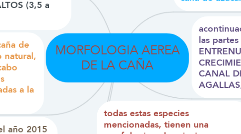 Mind Map: MORFOLOGIA AEREA DE LA CAÑA