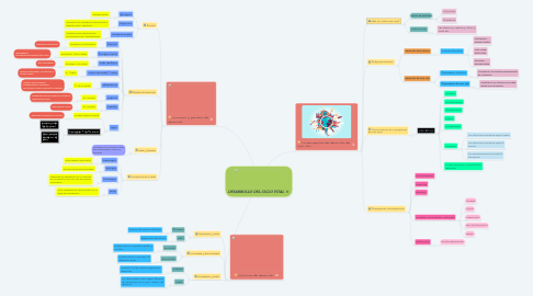 Mind Map: DESARROLLO DEL CICLO VITAL