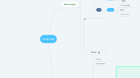 Mind Map: Anatomía