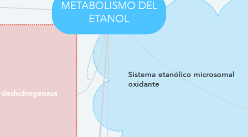 Mind Map: METABOLISMO DEL ETANOL