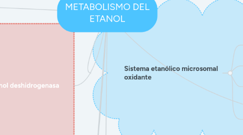 Mind Map: METABOLISMO DEL ETANOL