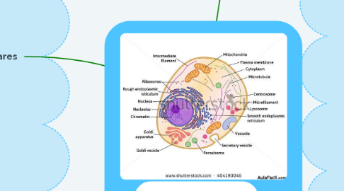Mind Map: Composición de las células