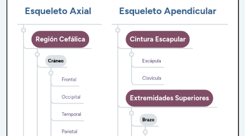 Mind Map: Sistema Óseo/ Esqueleto Humano