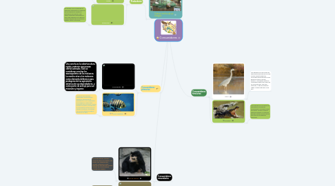 Mind Map: Consumidores