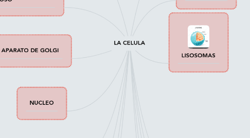 Mind Map: LA CELULA