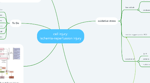 Mind Map: cell injury: ischemia-reperfussion injury