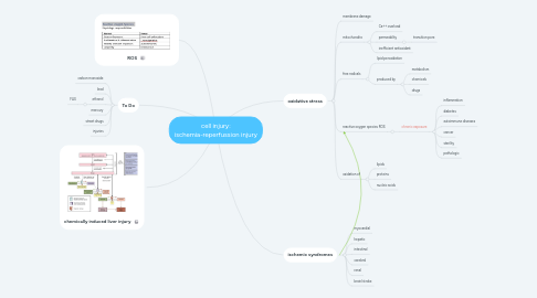 Mind Map: cell injury: ischemia-reperfussion injury