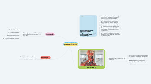 Mind Map: MORFOFISIOLOGIA.