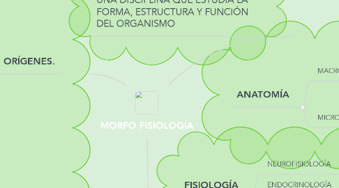 Mind Map: MORFO FISIOLOGÍA