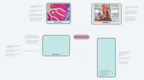Mind Map: MORFOFISIOLOGIA