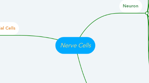 Mind Map: Nerve Cells