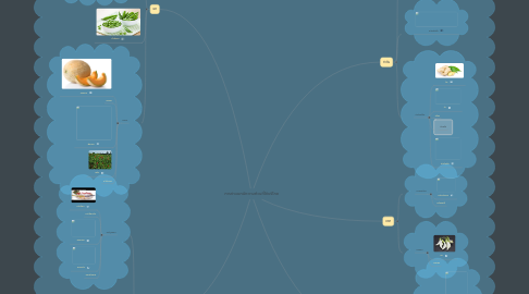 Mind Map: การจำแนกผักตามส่วนที่ใช้บริโภค
