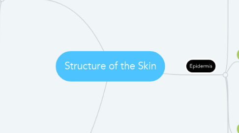 Mind Map: Structure of the Skin
