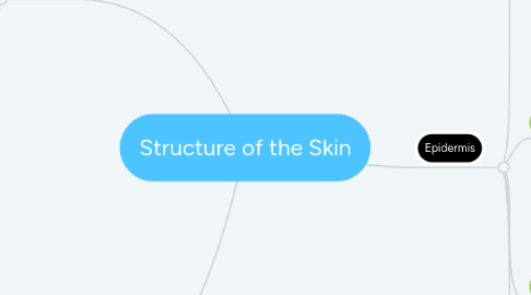 Mind Map: Structure of the Skin