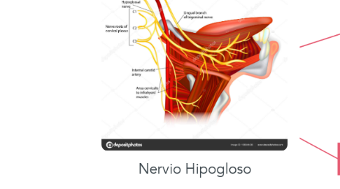 Mind Map: Nervio Hipogloso