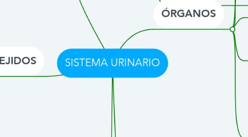 Mind Map: SISTEMA URINARIO
