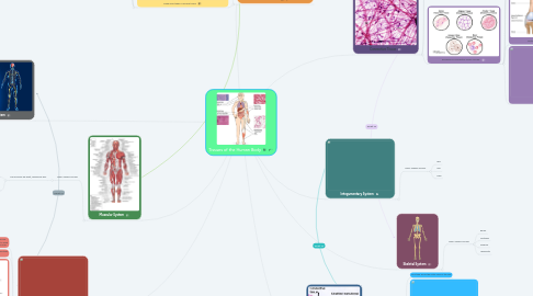 Mind Map: Tissues of the Human Body