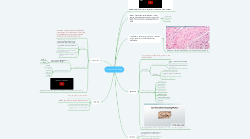 Mind Map: Tissue of the Body