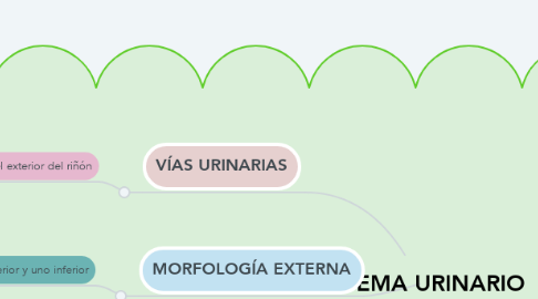 Mind Map: SISTEMA URINARIO