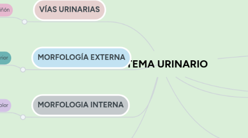 Mind Map: SISTEMA URINARIO