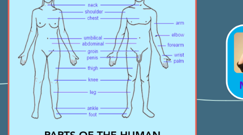 Mind Map: PARTS OF THE HUMAN BODY