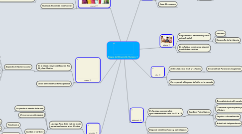 Mind Map: Etapas del Desarrollo Humano