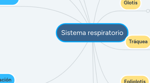 Mind Map: Sistema respiratorio