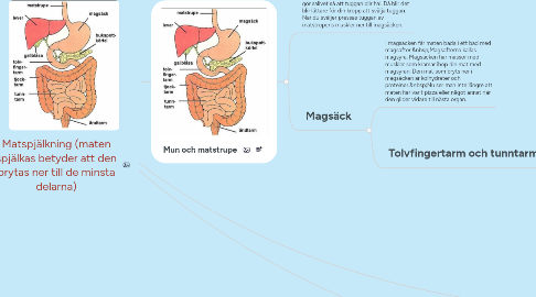 Mind Map: Matspjälkning (maten spjälkas betyder att den brytas ner till de minsta delarna)
