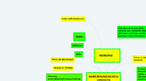 Mind Map: BASES BIOLOGICAS DE LA CONDUCTA