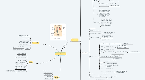 Mind Map: Urinary Elimination