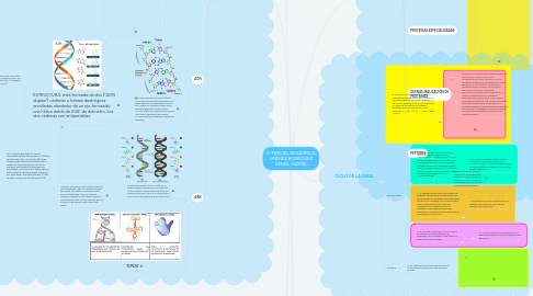 Mind Map: 2° PARCIAL BIOQUÍMICA JIMÉNEZ RODRÍGUEZ KENYA YAZMÍN