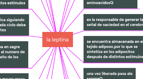 Mind Map: la leptina