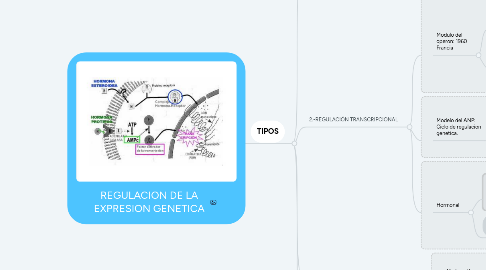 Mind Map: REGULACION DE LA EXPRESION GENETICA